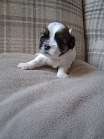 Shihtzu puppies