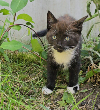 Kittens looking for a loving home