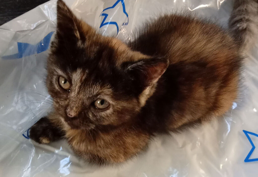 Maine coon x Ragdoll kittens ready to leave now!