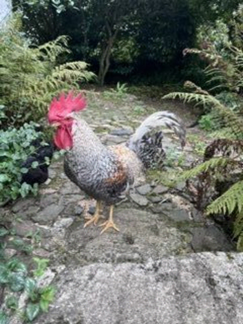 Hatching hen eggs