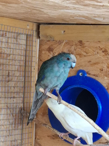 Breeding pair of kakarikis