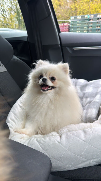 Kc Korean girl Pomeranian