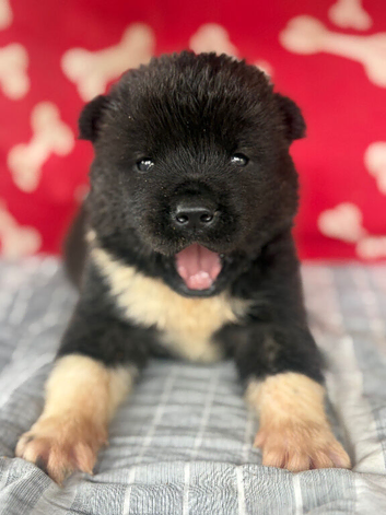 Quality KC registered American Akita Puppies
