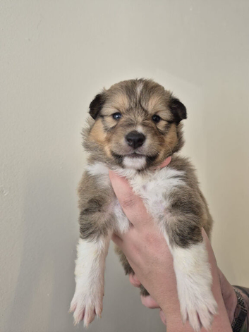 SHELTIE PUPS READY JULY 22ND