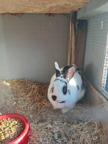 2yr old female rabbit