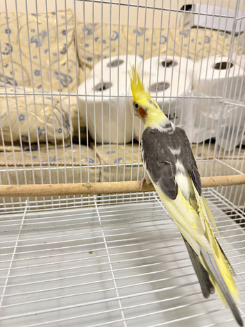 Hand tame cockatiel
