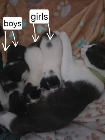 Kittens
