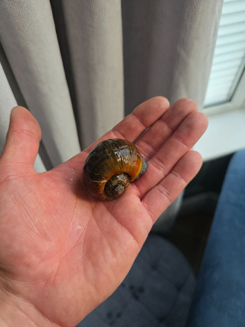 Very large mystery apple snail