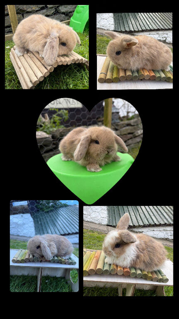 Mini lop rabbits