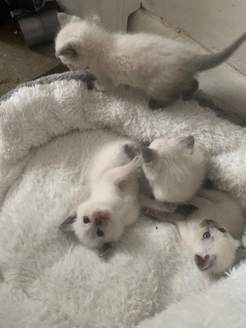 Beautiful blue point Ragamess kittens