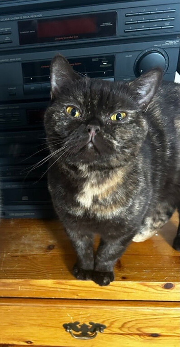 Beautiful chocolate tortie female Bsh