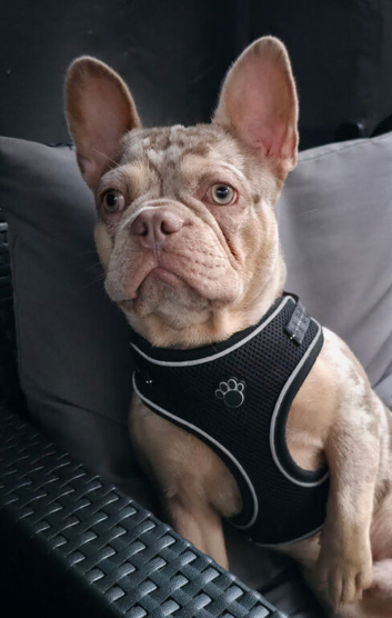 French bulldog