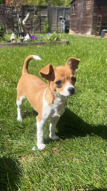 COCO- Chihuahua