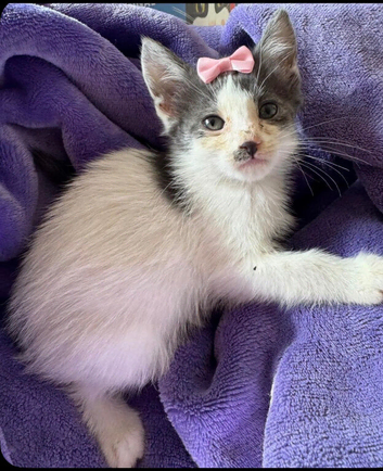 Gorgeous female blue and white kitten
