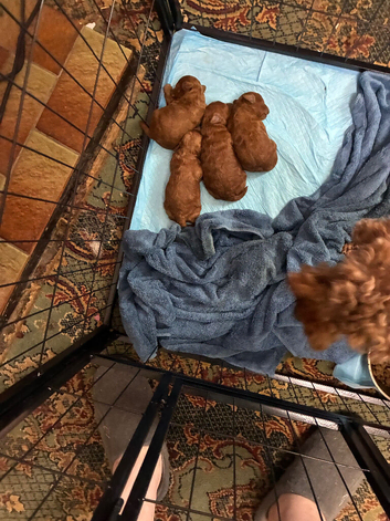 Pritypuppes