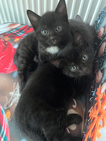 Black kittens