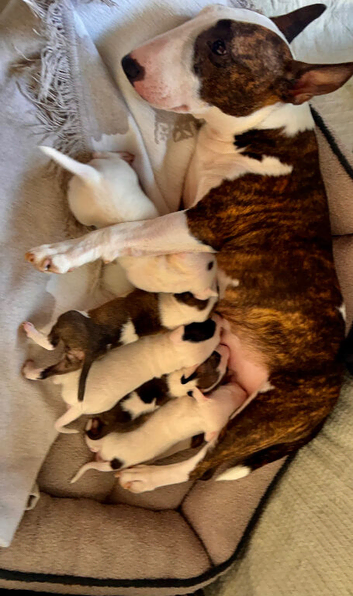 Male Miniature Bull Terrier