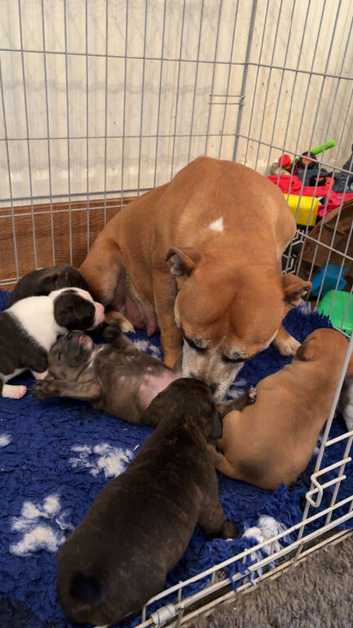 Staffordshire bull terrier puppies