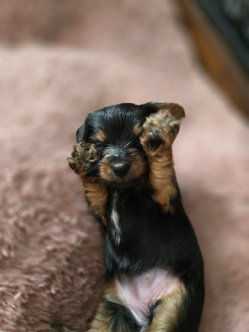 Yorkshire Terrier pups ready 24th June