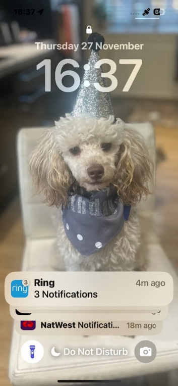 Monty Moonshine KC Caf au Lait Toy Poodle Stud