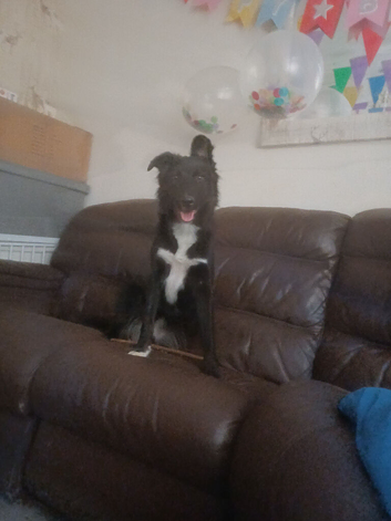 Collie x blue merl 10 month old female