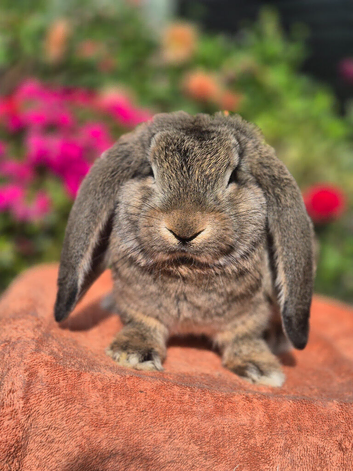 French Lop ready to go*