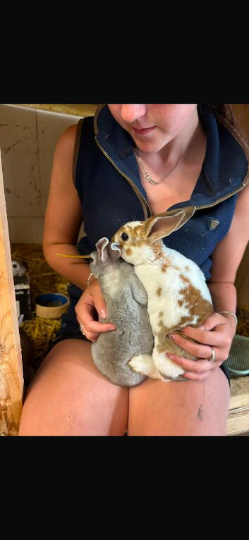 Rex rabbits ready now