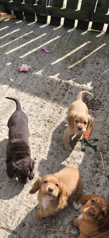Cocker Spaniel puppies