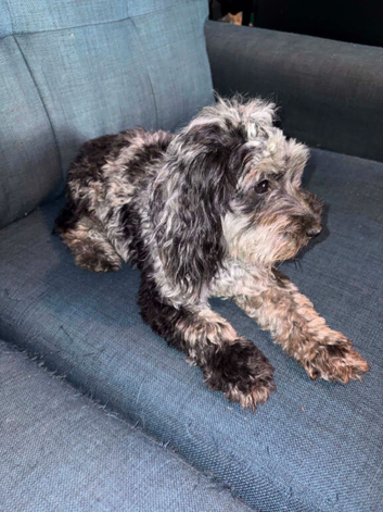Merle cockapoo female
