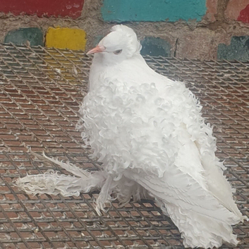White frill back pigeons for sale