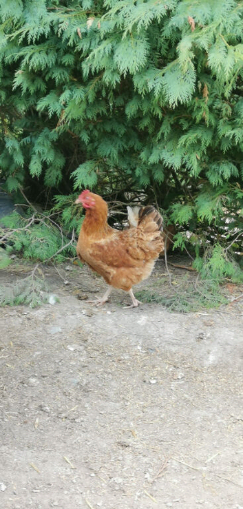 Laying hens for sale