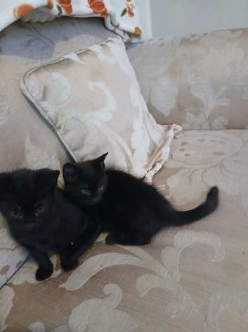 9 week old kittens