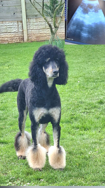 WAITING LIST...Midi bernedoodles