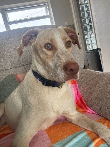 Young Lab x hound x pointer Mix