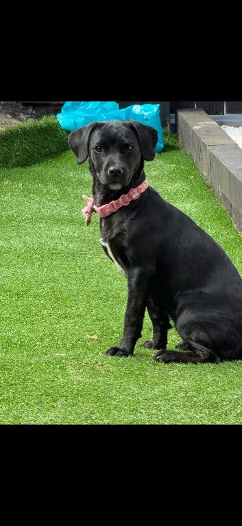 7 month old f2 cockapoo cross spaniel
