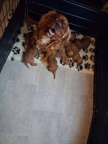 Health tested parents of beautiful cavapoos