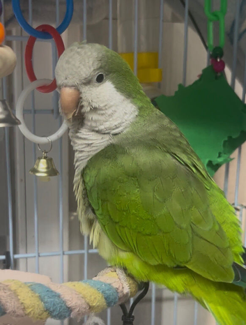 1 year old quaker