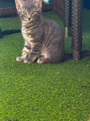 Kittens