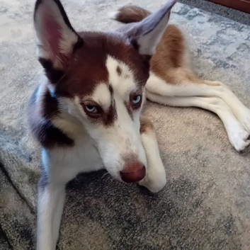 Siberian husky