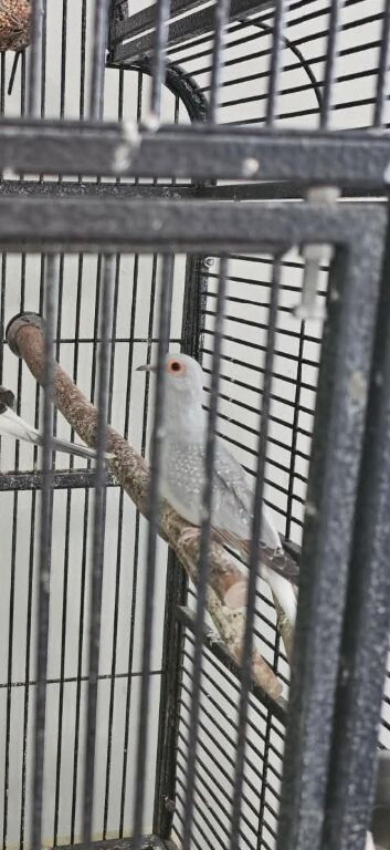 Bonded pair diamond doves
