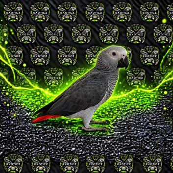 African Grey Babies
