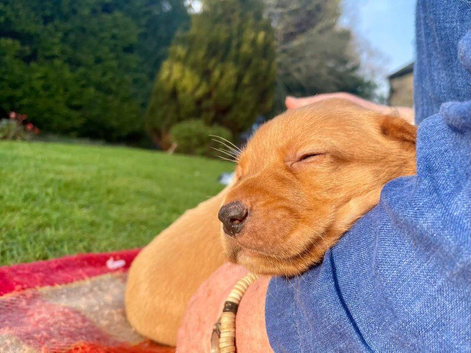 Beautiful KC Registered Fox Red Labrador Retriever Puppies