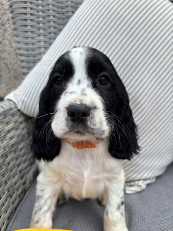 Stunning cocker spaniel puppies