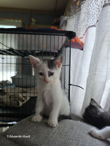 Kittens for new homes