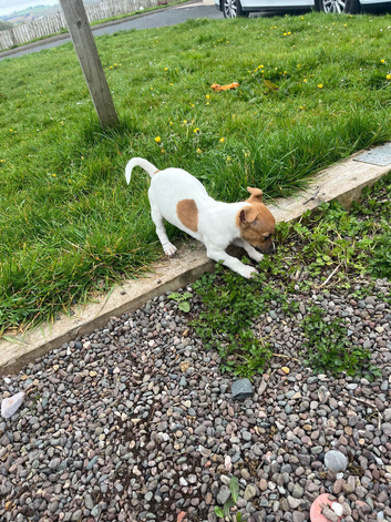 Jack Russell pups