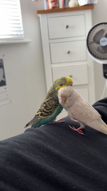 Two budgies