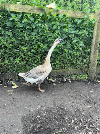 Two one year old Chinese geese