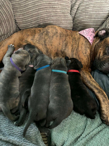Staffordshire Bull Terrier Cross Puppies