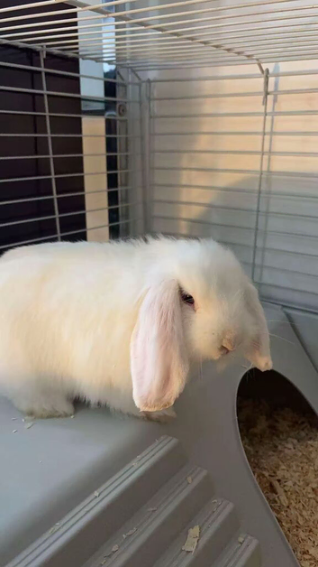 female mini lionhead lop for sale