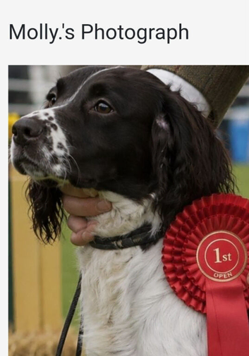 Spaniel girl [2 years]